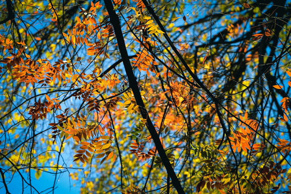 the branches of a tree with orange leaves