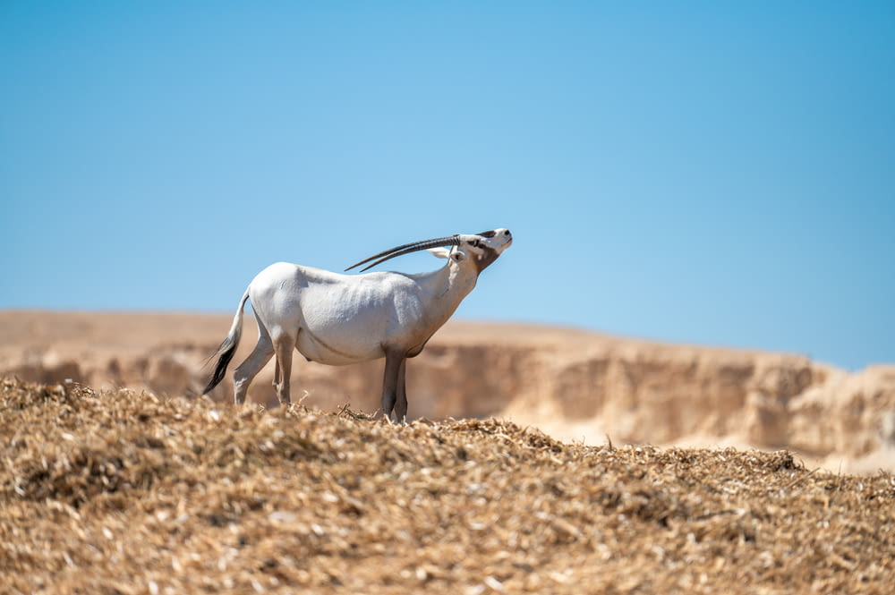 a white and black animal standing on top of a dry grass field