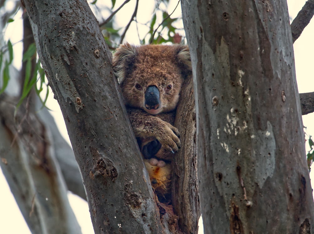a koala bear is sitting in a tree