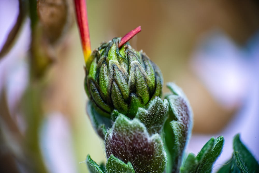 a close up of a flower bud with a blurry background