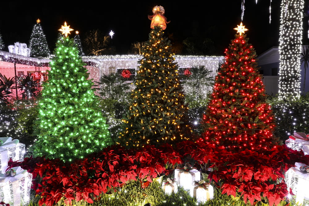 a bunch of christmas trees that are lit up