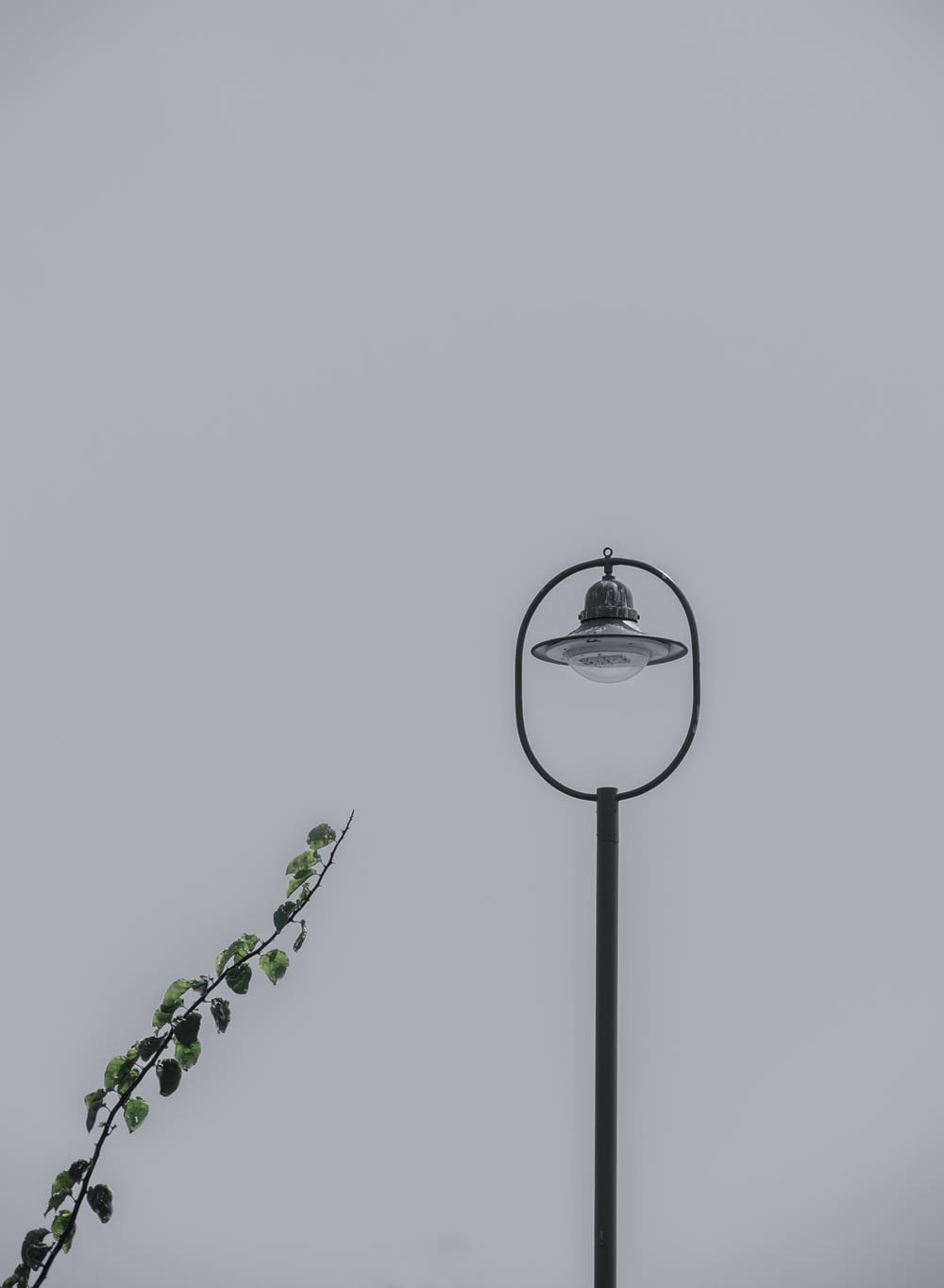 a street light sitting next to a green plant