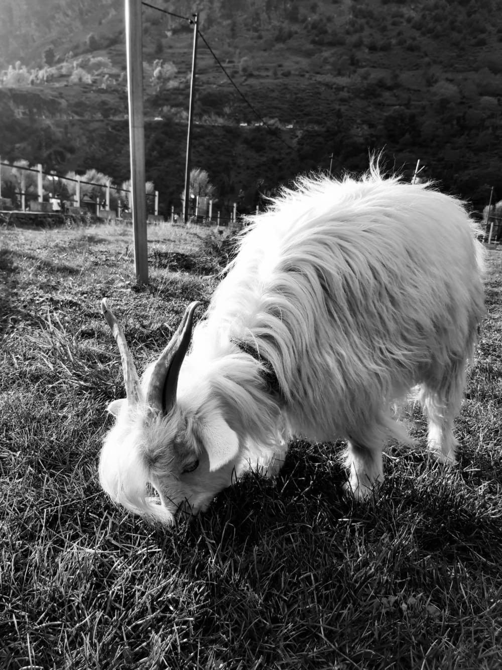 a goat grazing on grass in a fenced in area