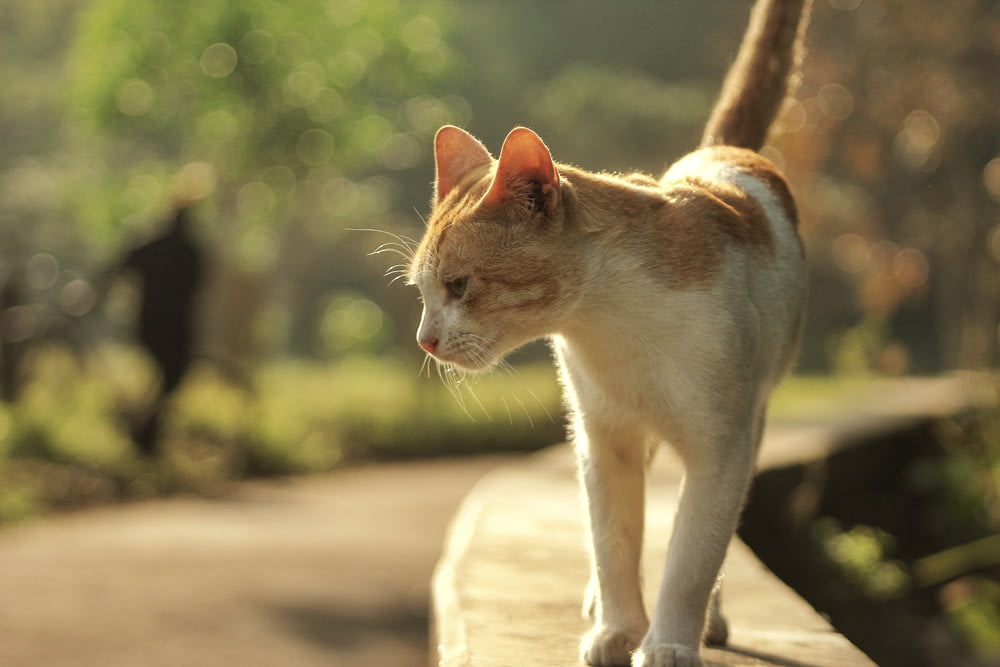 an orange and white cat standing on a ledge