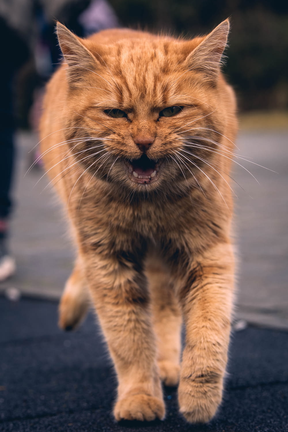 a close up of a cat walking on a street
