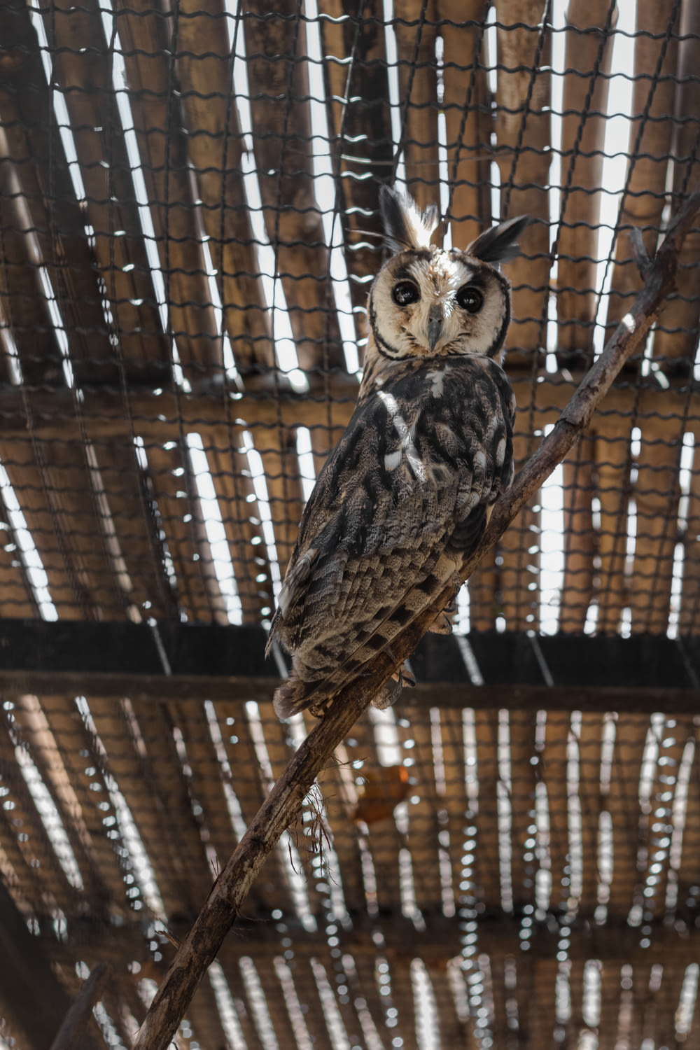 an owl sitting on a branch in a cage