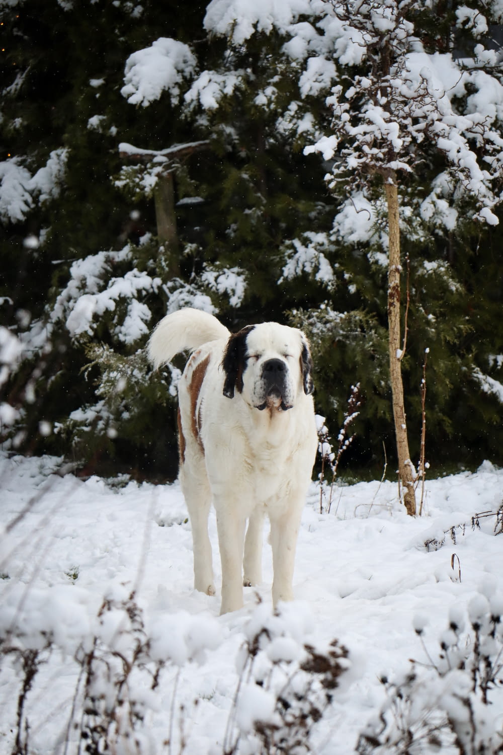 雪の中に立つ大きな白と茶色の犬