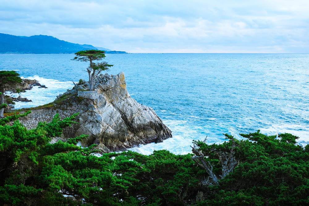 a lone tree on top of a rock near the ocean