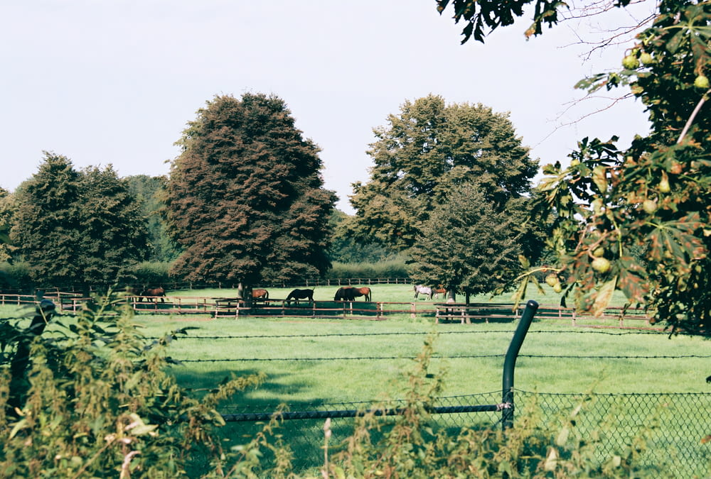 a fenced in field with horses grazing in the distance