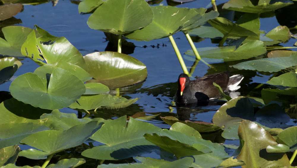 a black bird with a red beak swimming in a pond