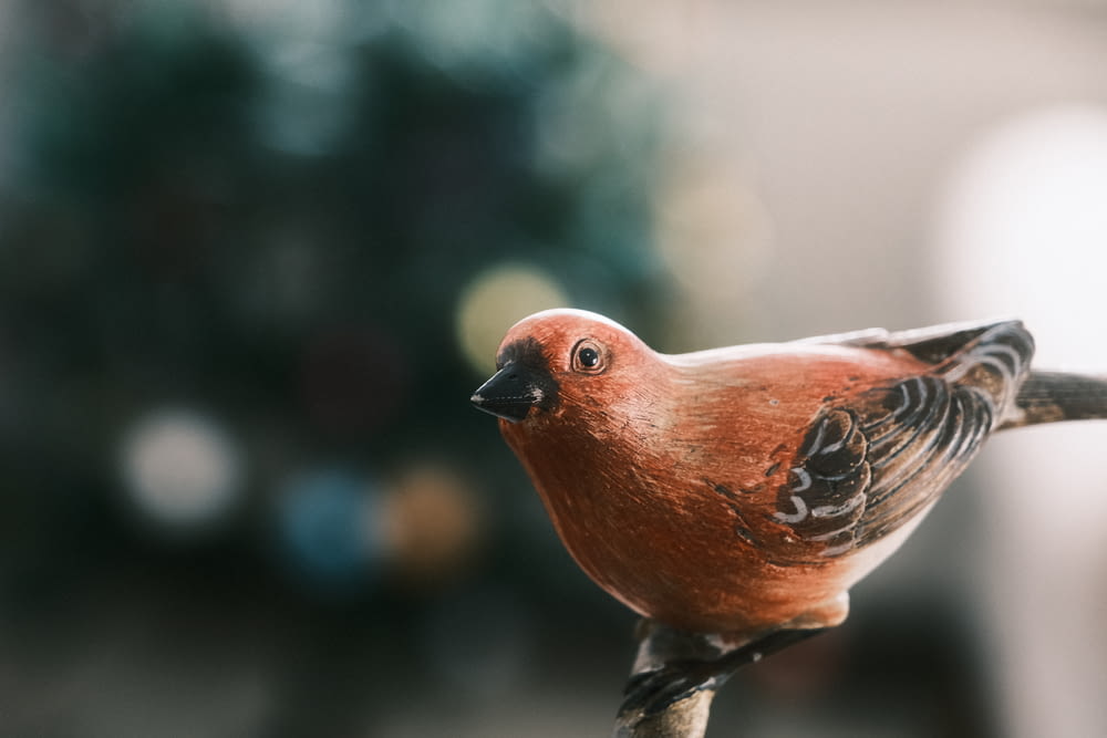 a red bird perched on a branch in front of a christmas tree