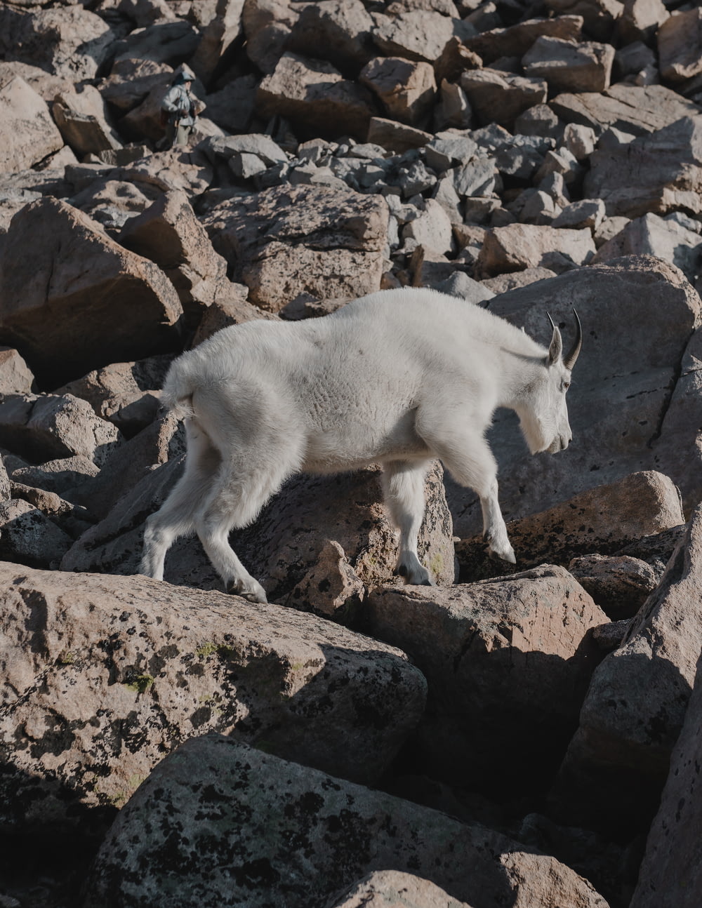 a mountain goat standing on top of a pile of rocks