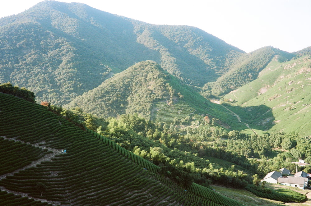 a scenic view of a vineyard in the mountains