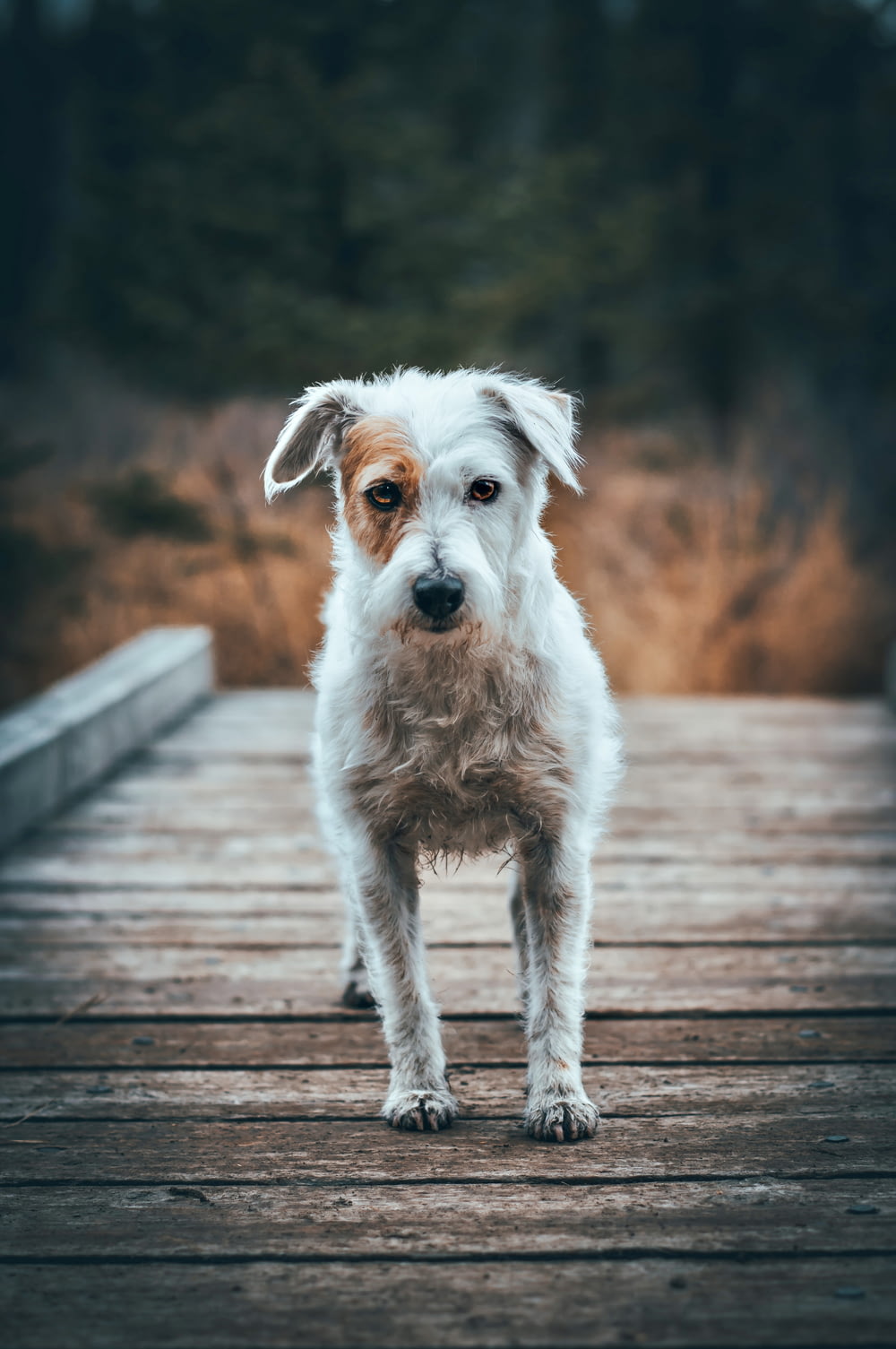 a white dog standing on a wooden bridge