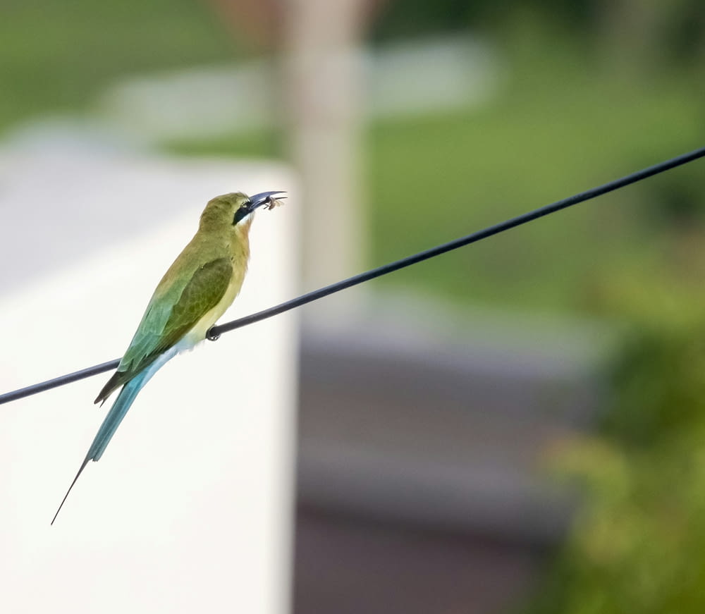 a small green bird sitting on a wire