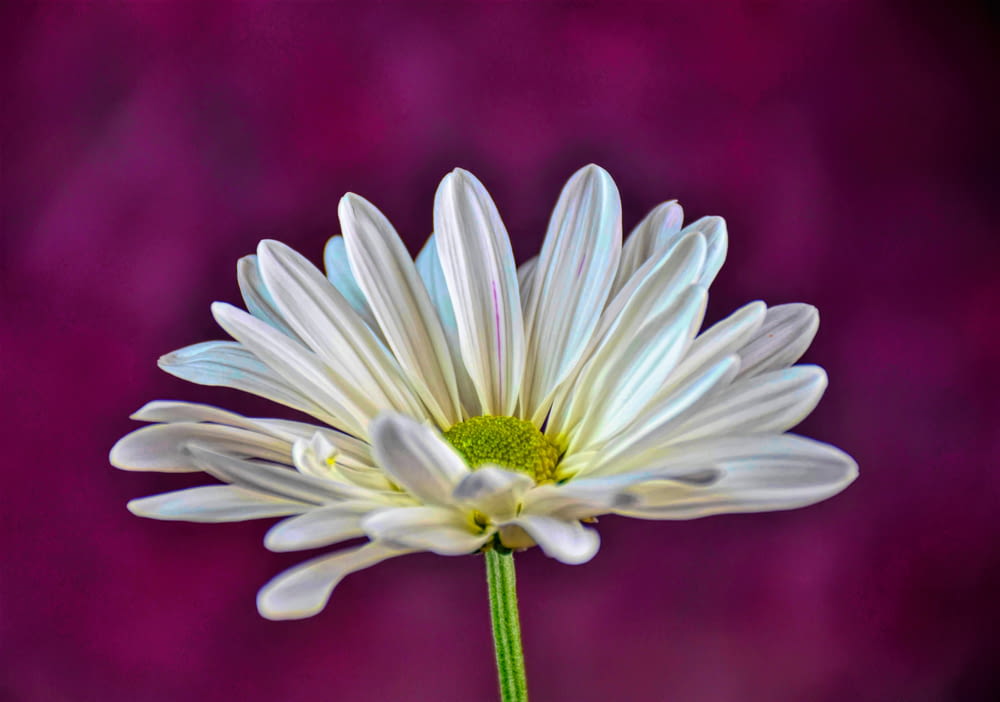 a close up of a white flower on a purple background