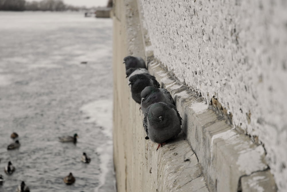 a flock of birds sitting on the side of a building