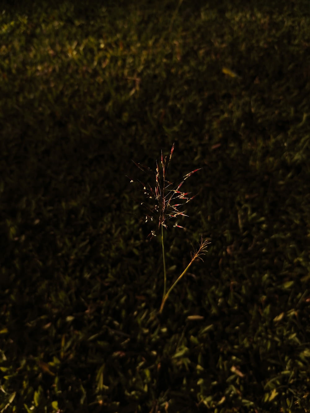 Un singolo fiore in mezzo a un campo erboso