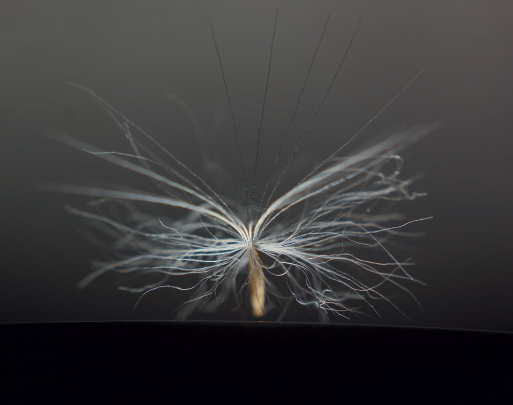 a close up of a dandelion on a dark background
