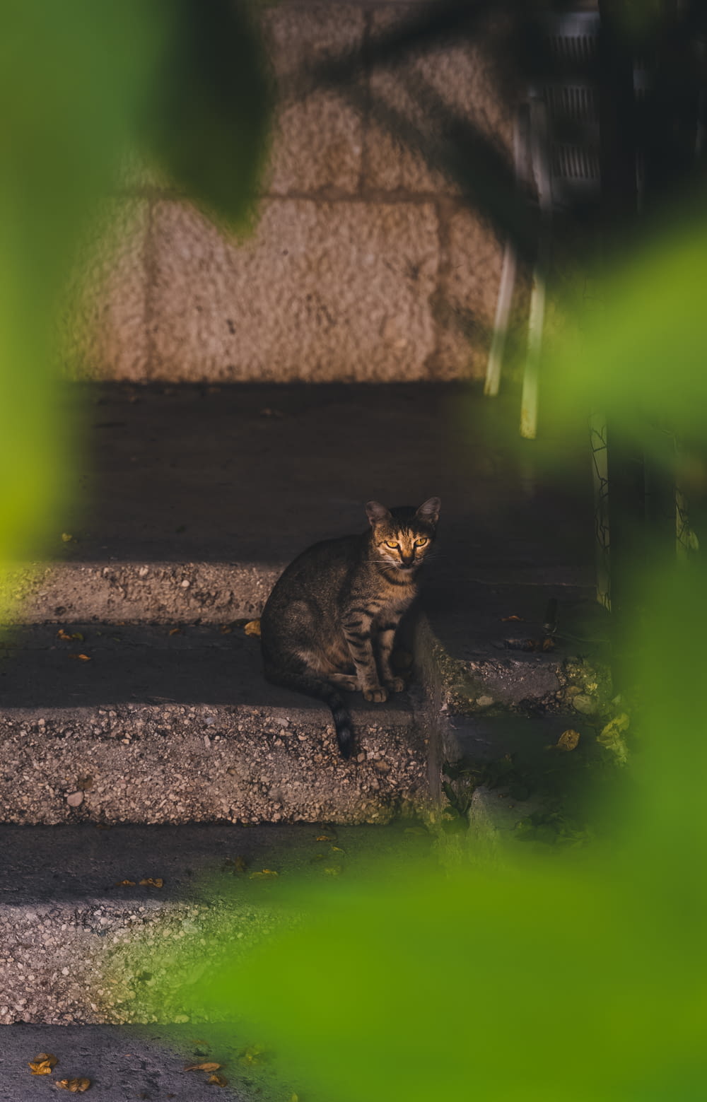 um gato sentado nos degraus de um edifício