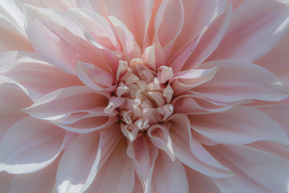 a close up of a large pink flower