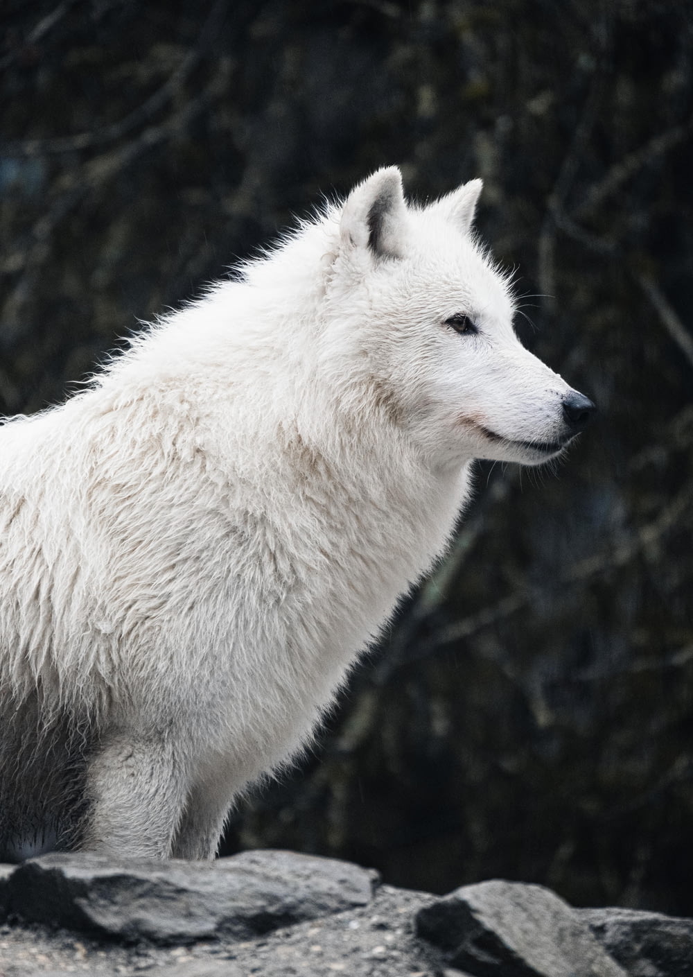 a white wolf standing on top of a rock