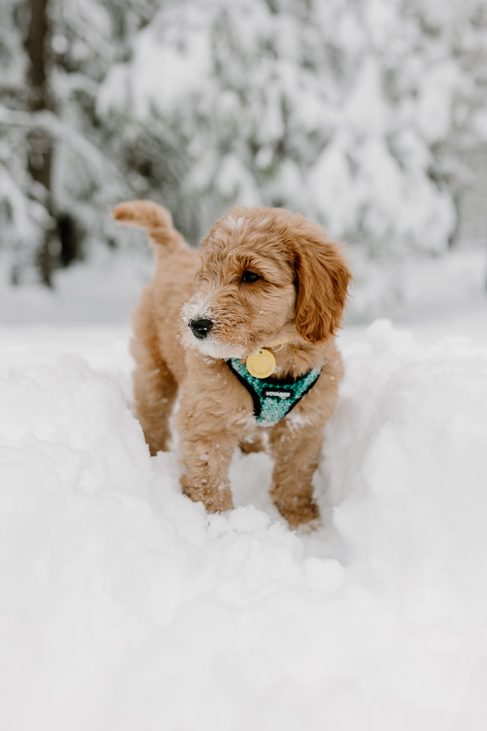 a small brown dog standing in the snow