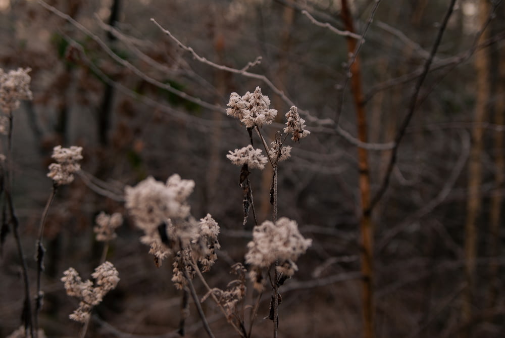 a bunch of white flowers in a forest