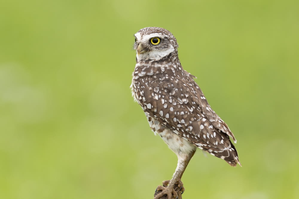 a small owl perched on top of a tree branch