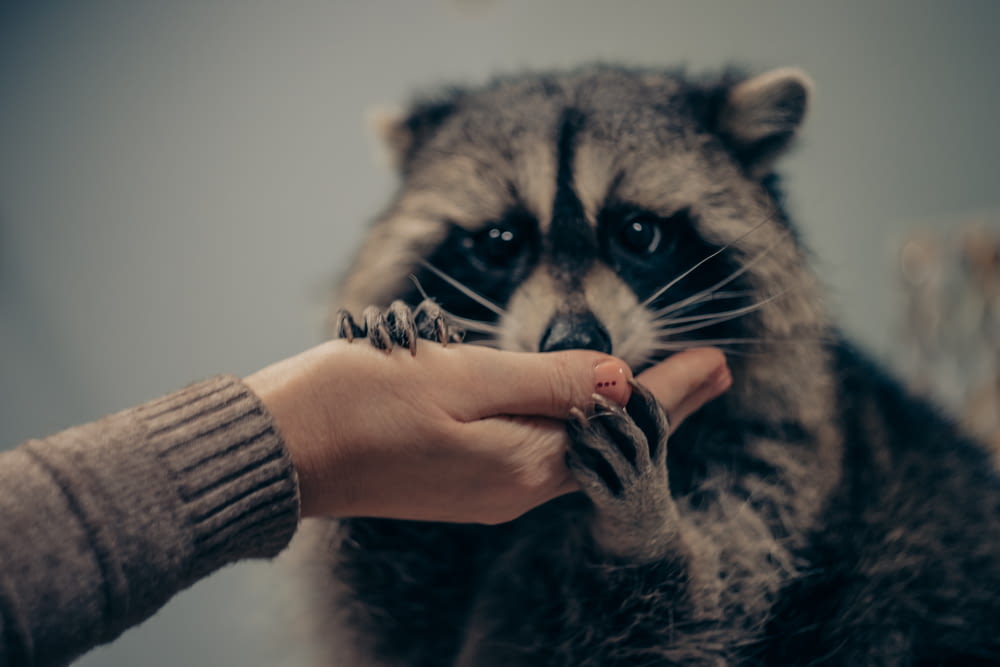 a raccoon being held by a woman's hand