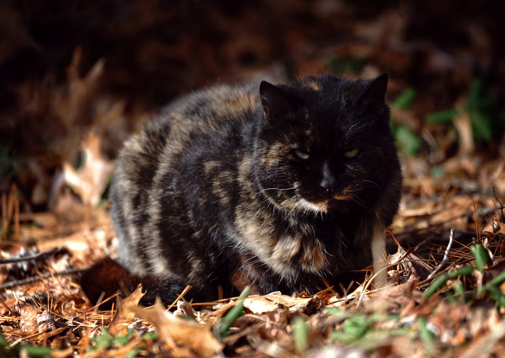 a black and brown cat sitting on the ground