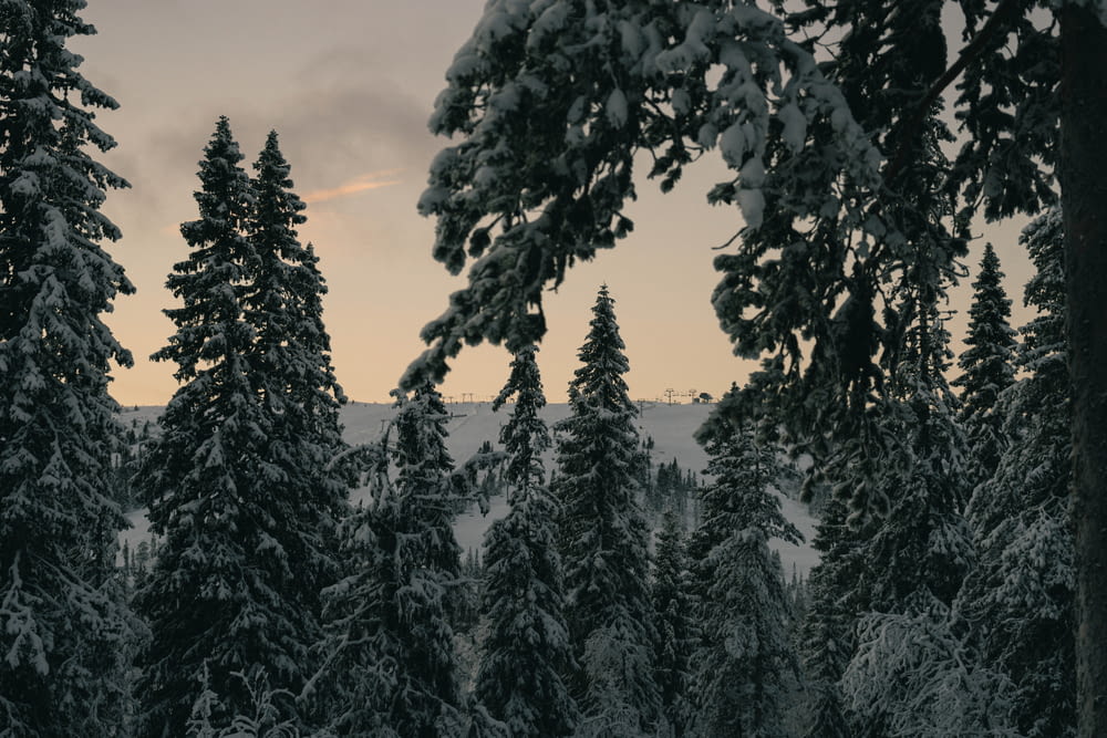 a forest filled with snow covered trees under a cloudy sky