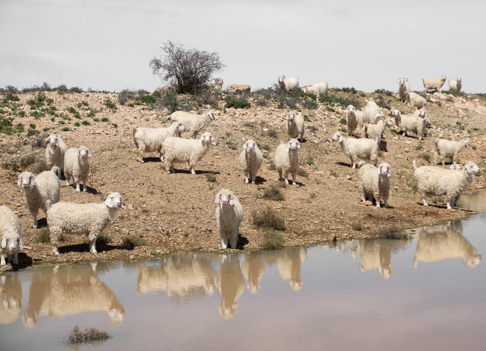 a herd of sheep standing next to a body of water