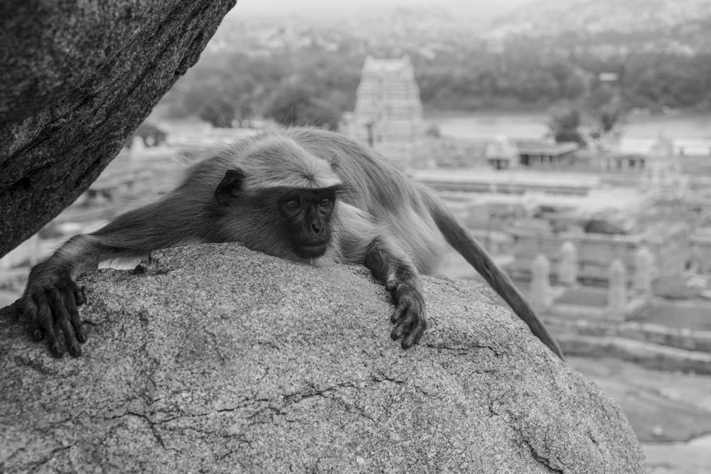 a monkey that is sitting on a rock