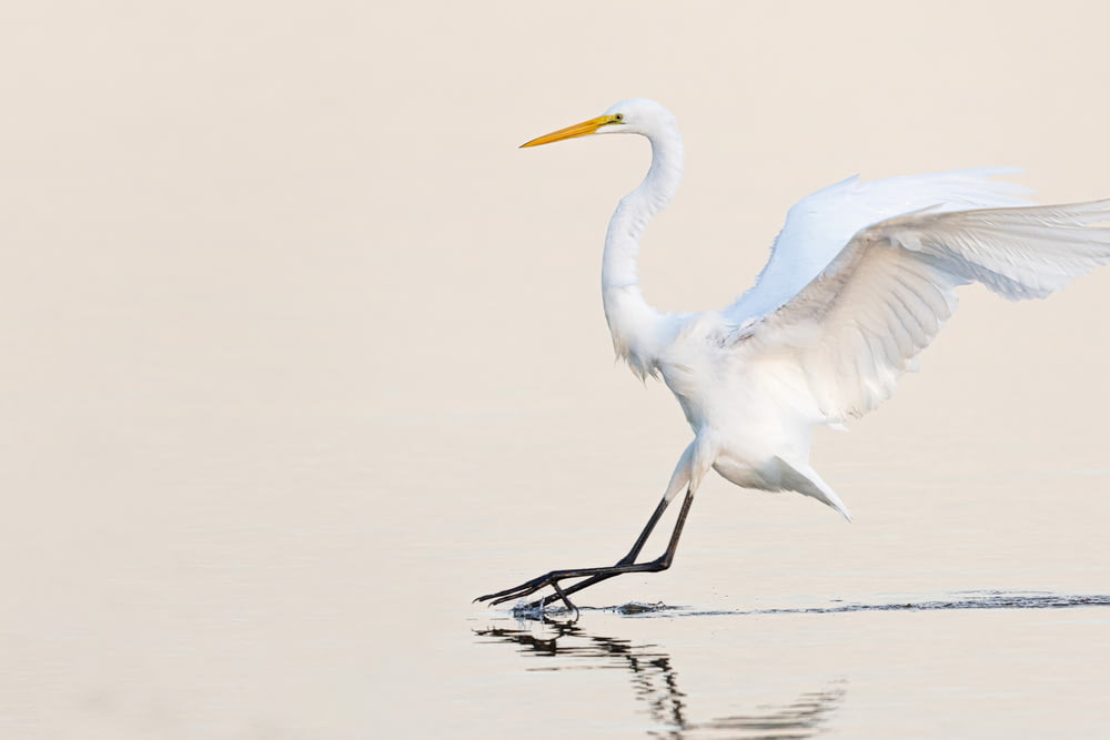 a large white bird with a long beak standing on a body of water