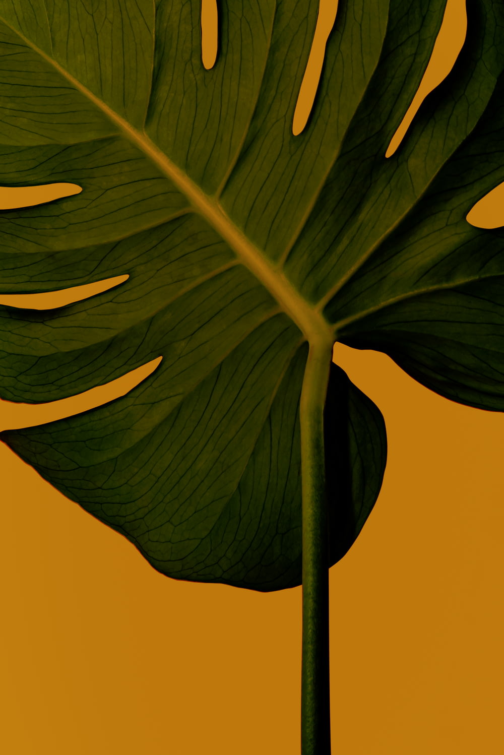 a large green leaf on a yellow background
