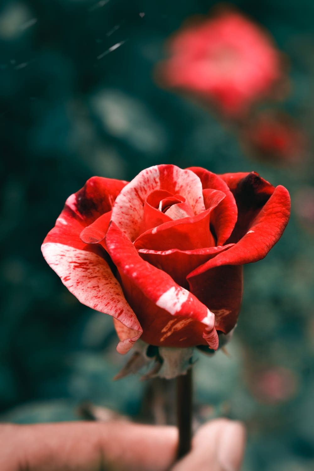 a person holding a red and white rose in their hand