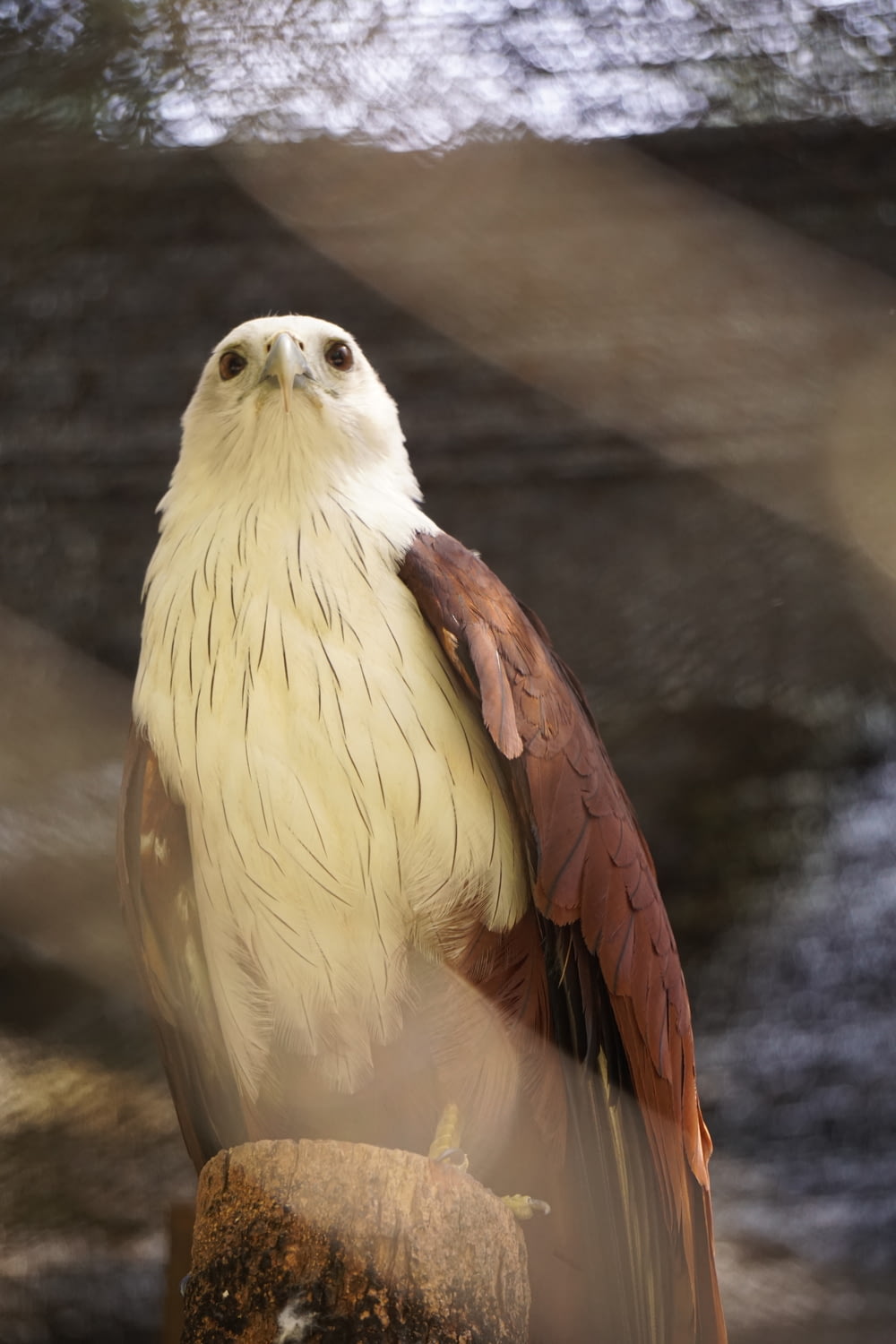 a white and brown bird sitting on top of a rock