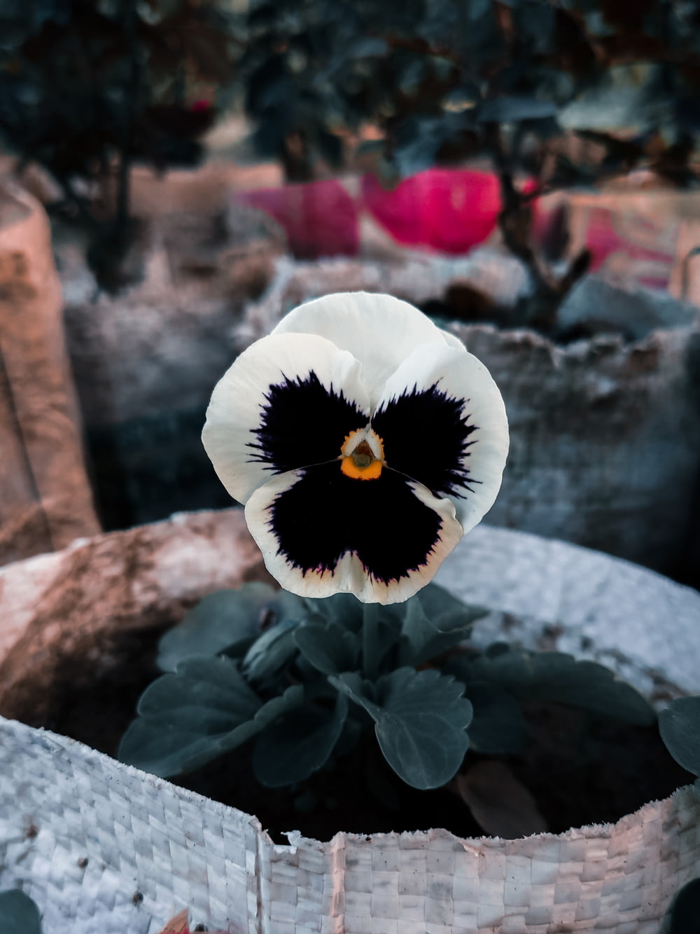 a white and black flower in a pot