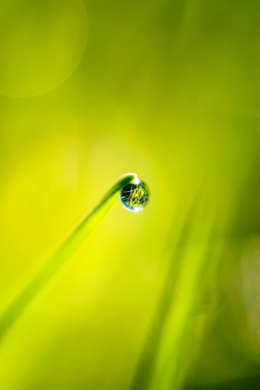 a drop of water sitting on top of a green plant