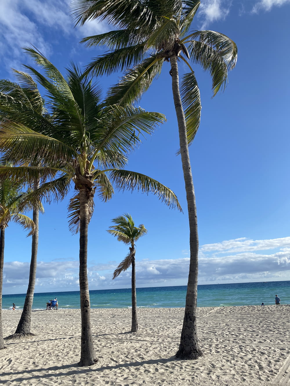 a beach with palm trees and a blue sky