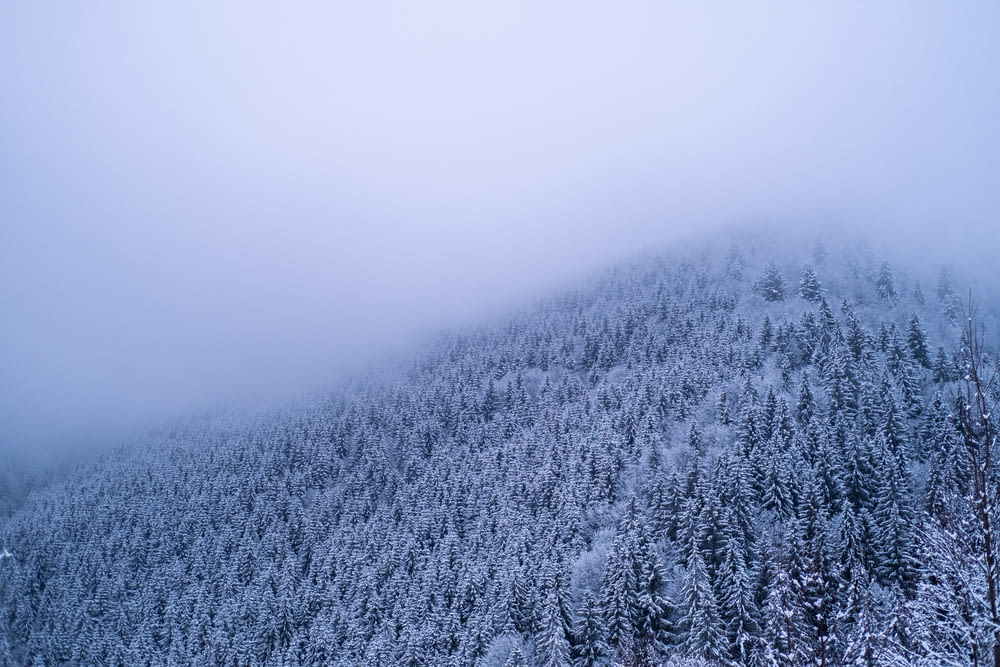 a snowy mountain covered in trees and fog