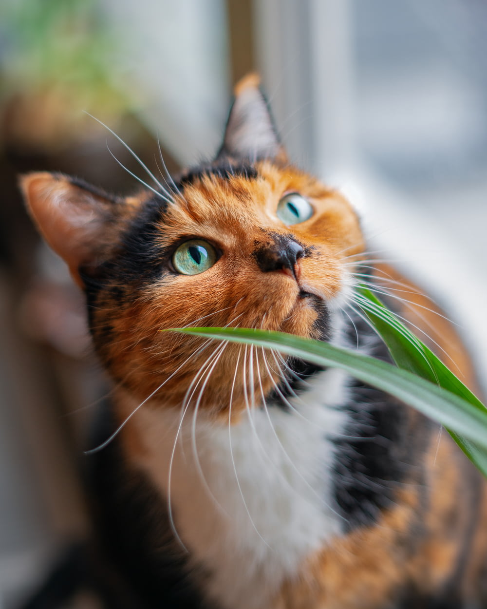 a calico cat with a green plant in its mouth