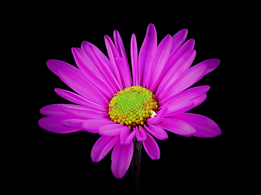 a purple flower with a green center on a black background