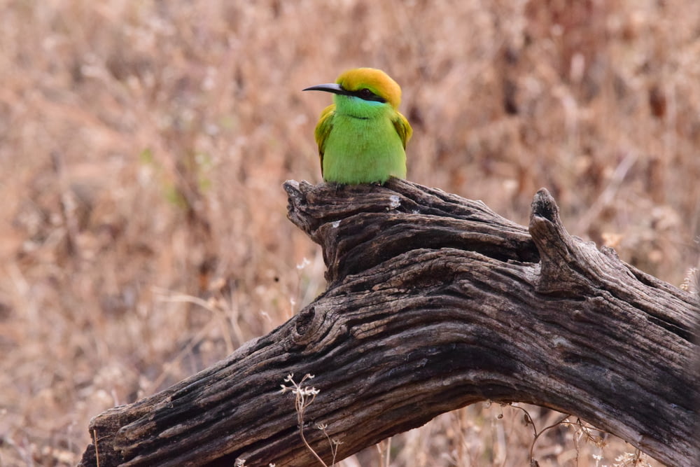 a small green bird sitting on top of a tree branch