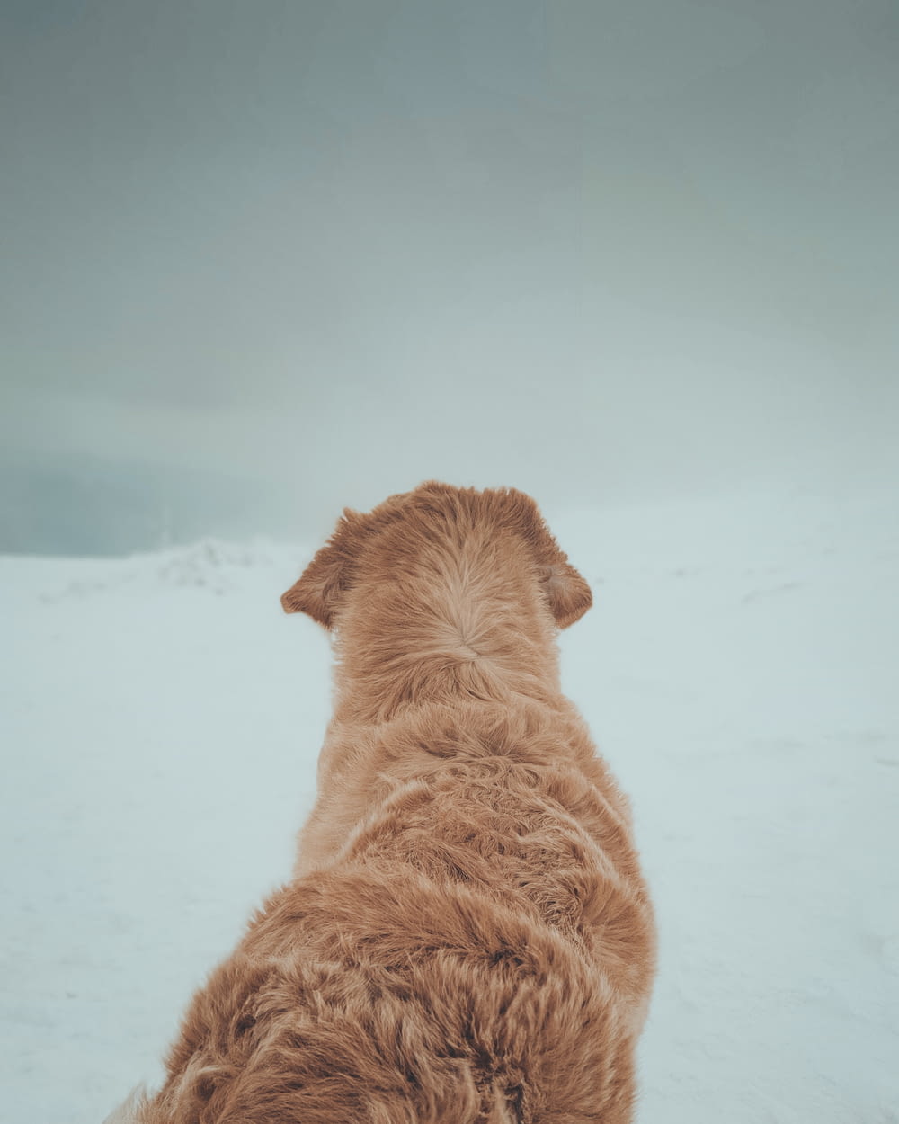 Un cane marrone in piedi sulla cima di un campo coperto di neve