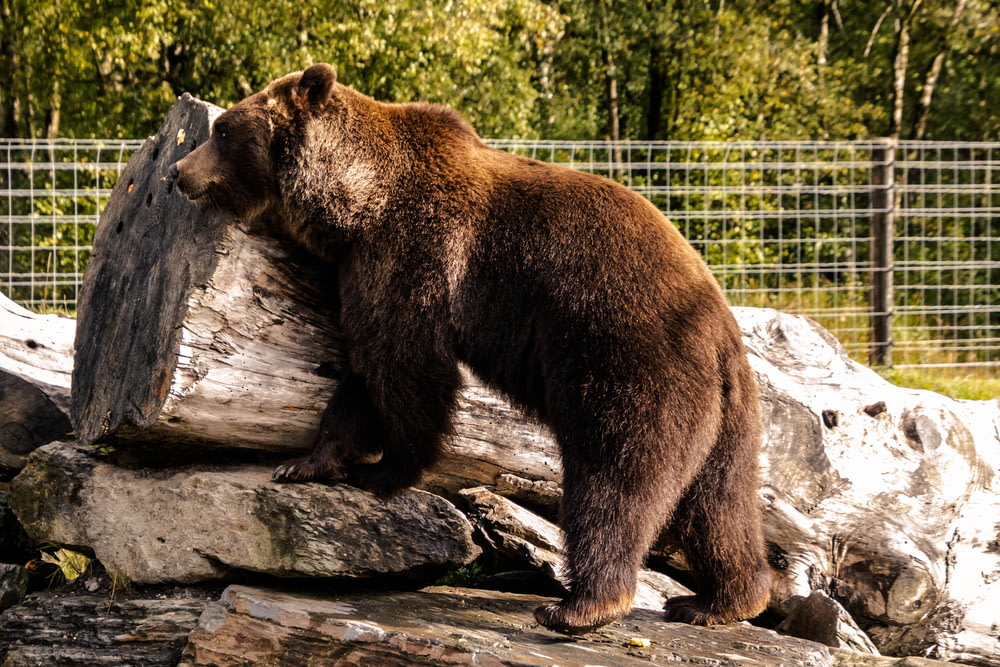 a large brown bear standing on top of a log