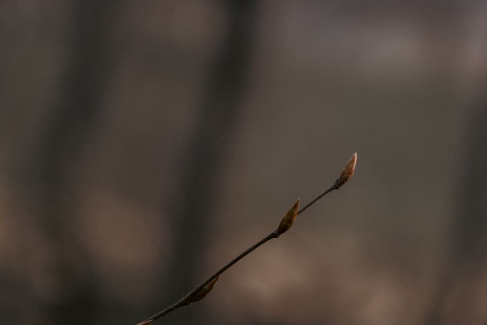 a branch with a few leaves on it