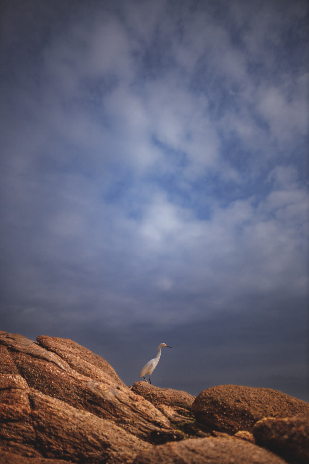 a white bird standing on top of a large rock