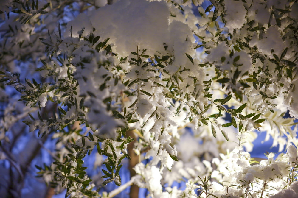 uma árvore com flores brancas e folhas verdes